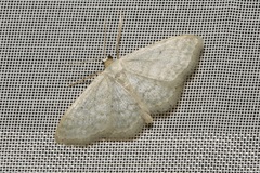 Idaea subsericeata