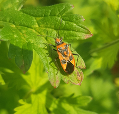 Corizus hyoscyami