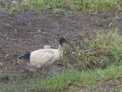 Threskiornis molucca