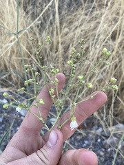 Mirabilis linearis linearis