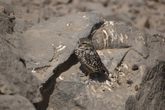 Athene cunicularia