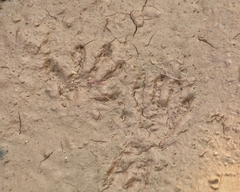 Procyon cancrivorus
