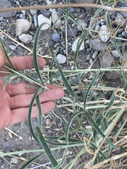 Mirabilis linearis linearis