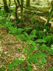 Polystichum setiferum