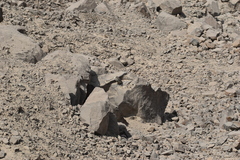 Athene cunicularia