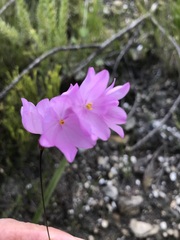 Ixia micrandra