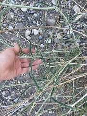 Mirabilis linearis linearis