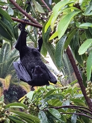 Pteropus alecto
