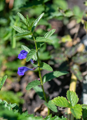 Scutellaria scordifolia