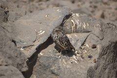 Athene cunicularia