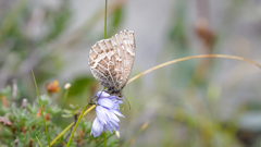 Paroeneis palaearcticus