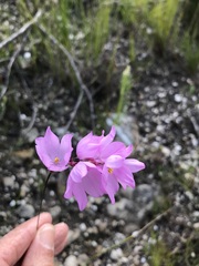 Ixia micrandra