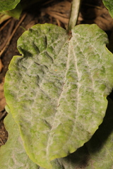 Golovinomyces sordidus