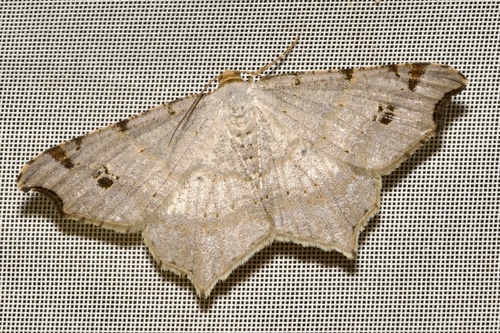Sharp-angled Peacock Moth, photo 6 of 8