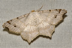 Macaria alternata
