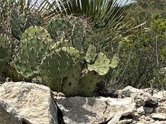 Opuntia dulcis