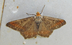 Macaria liturata