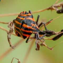 Graphosoma italicum