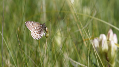 Paroeneis palaearcticus