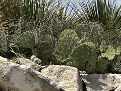 Opuntia dulcis