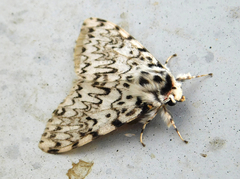 Lymantria monacha