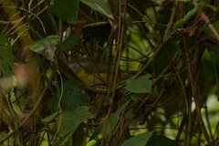 Cyclarhis gujanensis