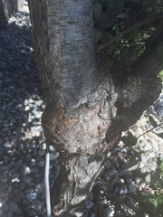 Amphilogia gyrosa