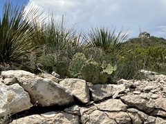 Opuntia dulcis