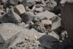 Athene cunicularia