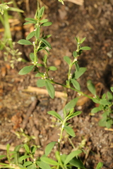 Polygonum aviculare