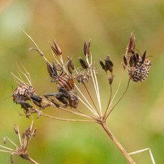 Graphosoma italicum