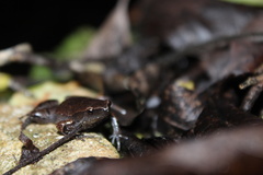 Gastrophryne elegans