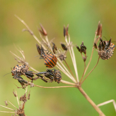 Graphosoma italicum