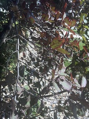 Amphilogia gyrosa