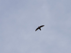 Streptoprocne rutila