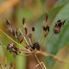 Graphosoma italicum