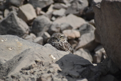 Athene cunicularia