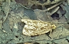 Olethreutes furfuranum