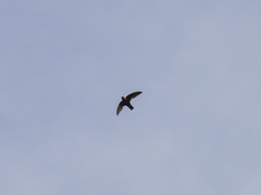 Streptoprocne rutila