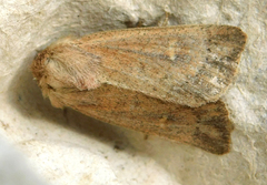 Mythimna ferrago