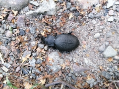Carabus coriaceus