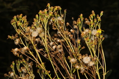 Jacobaea vulgaris
