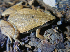 Microhyla heymonsi