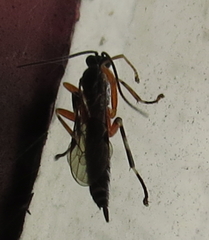 Itoplectis conquisitor