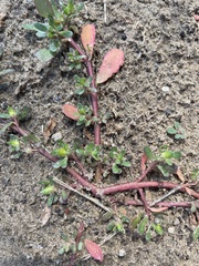 Amaranthus blitoides