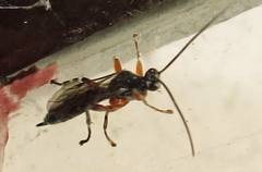 Itoplectis conquisitor