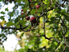 Crataegus monogyna