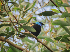 Stilpnia cyanicollis