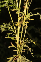 Jacobaea vulgaris