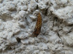 Papilionoidea